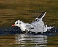 Mouette rieuse