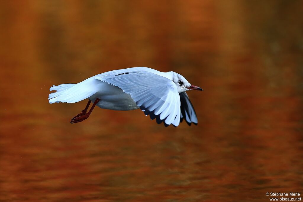 Mouette rieuse