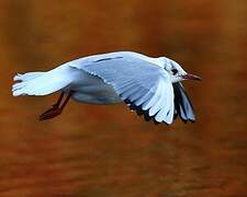 Black-headed Gull