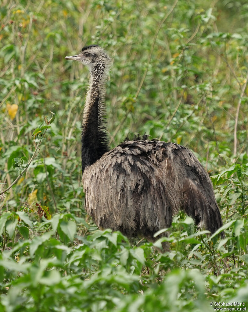 Greater Rheaadult