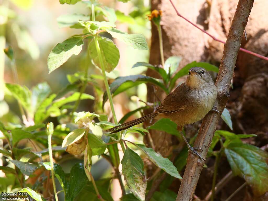 Malagasy Brush Warbleradult, identification