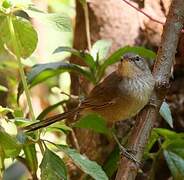 Malagasy Brush Warbler