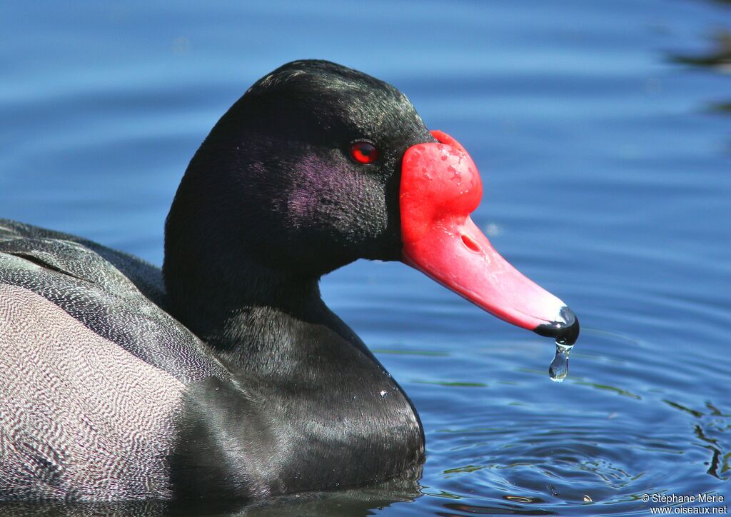 Rosy-billed Pochard