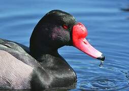 Rosy-billed Pochard