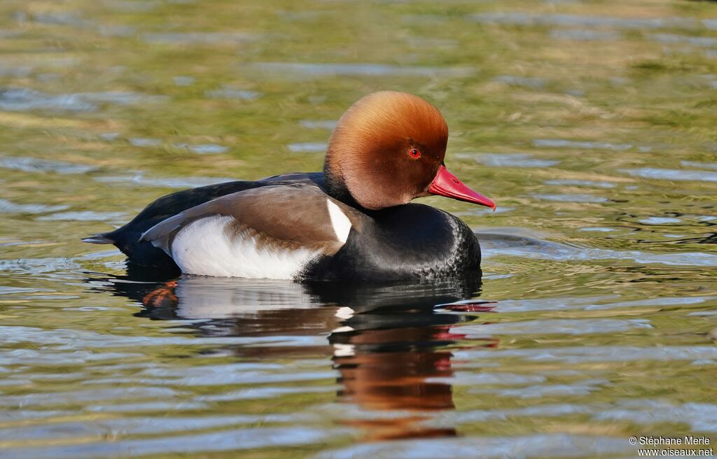 Red-crested Pochard male adult