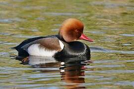 Red-crested Pochard