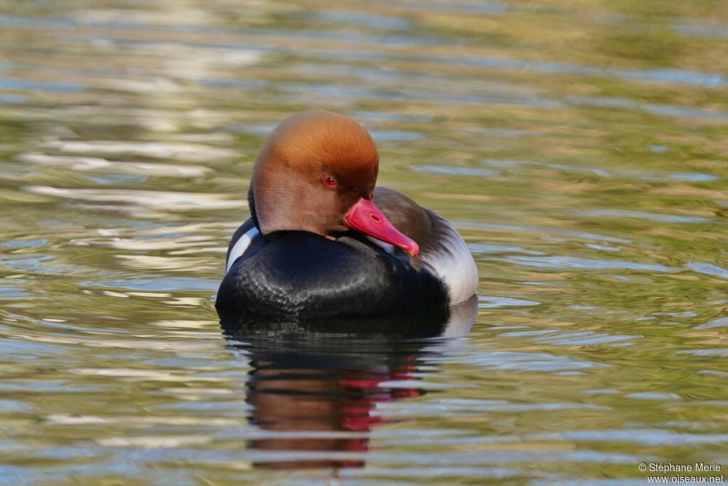 Red-crested Pochard male adult