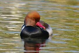 Red-crested Pochard