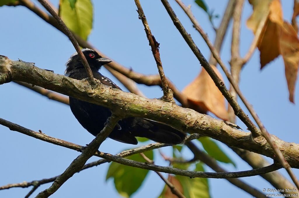 Grey-headed Nigritaadult