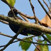 Grey-headed Nigrita