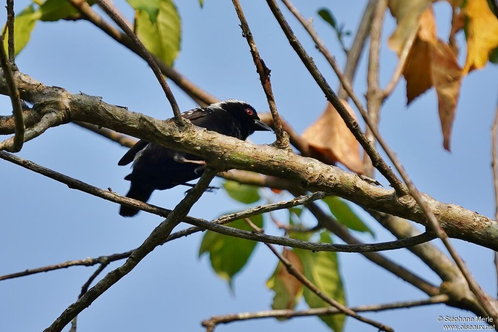 Grey-headed Nigritaadult