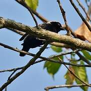 Grey-headed Nigrita