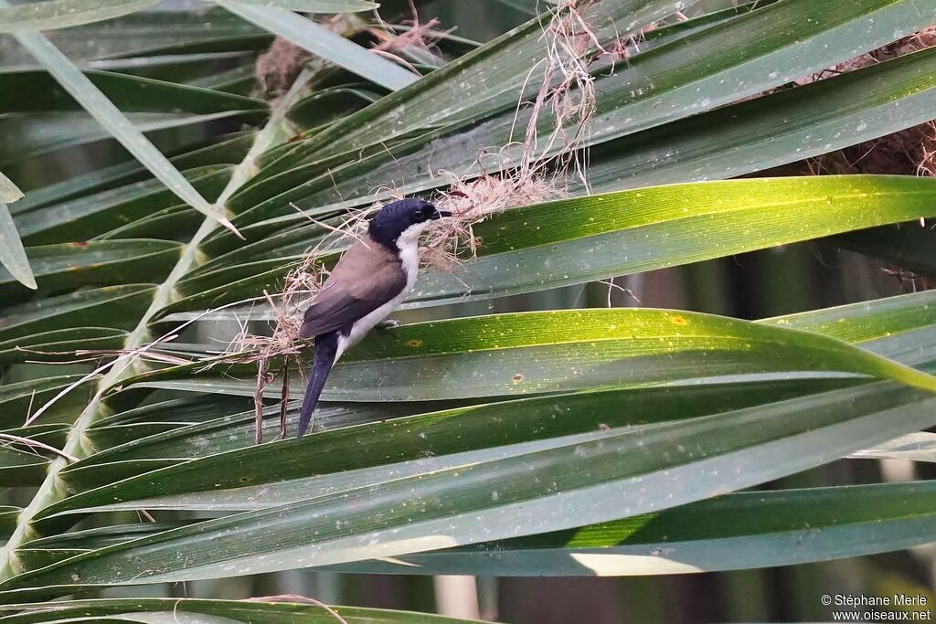 White-breasted Nigritaadult