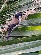 White-breasted Nigrita