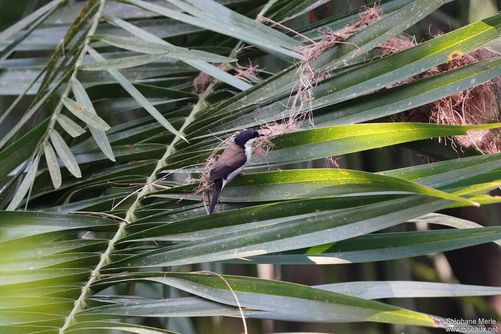 White-breasted Nigrita