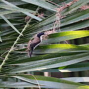 White-breasted Nigrita