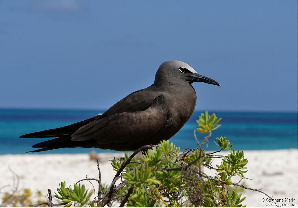 Brown Noddyadult