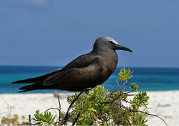 Brown Noddy