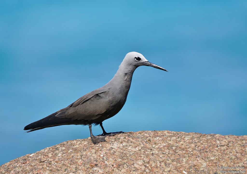 Lesser Noddyadult