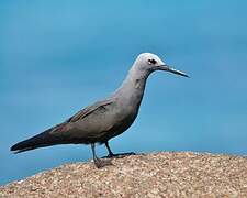 Lesser Noddy