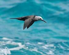 Lesser Noddy