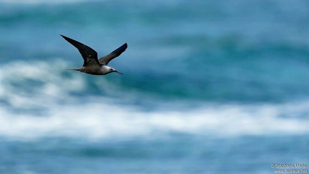 Lesser Noddy