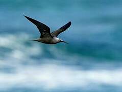 Lesser Noddy