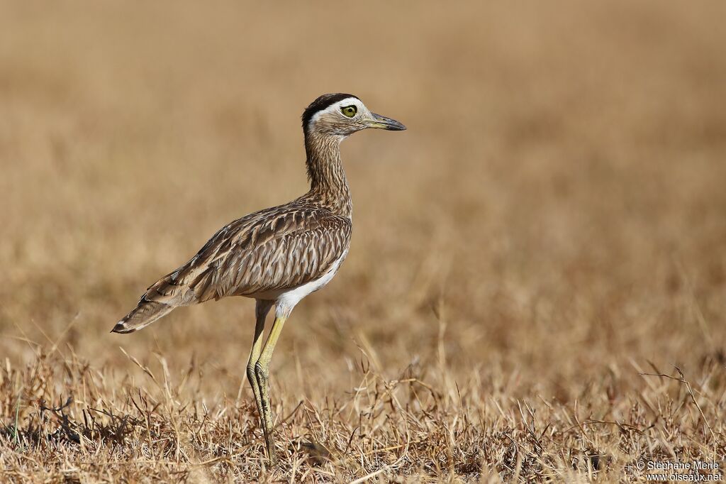 Double-striped Thick-kneeadult