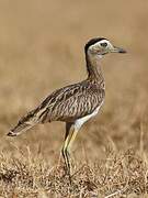 Double-striped Thick-knee