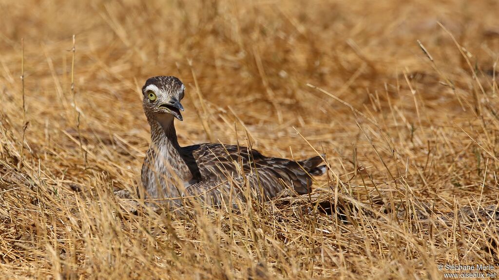 Double-striped Thick-kneeadult