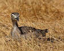 Double-striped Thick-knee