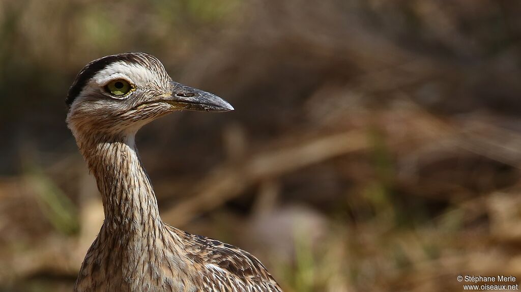 Double-striped Thick-kneeadult