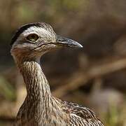 Double-striped Thick-knee