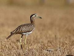 Double-striped Thick-knee