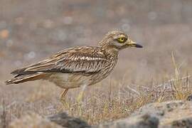 Eurasian Stone-curlew
