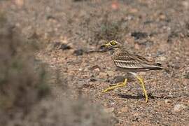Eurasian Stone-curlew