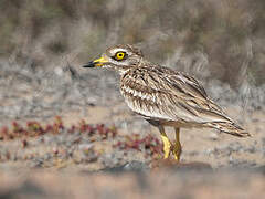 Eurasian Stone-curlew
