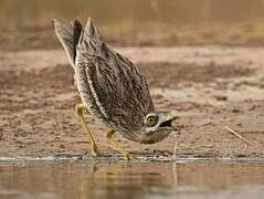 Eurasian Stone-curlew
