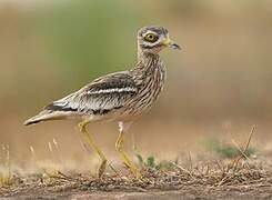 Eurasian Stone-curlew