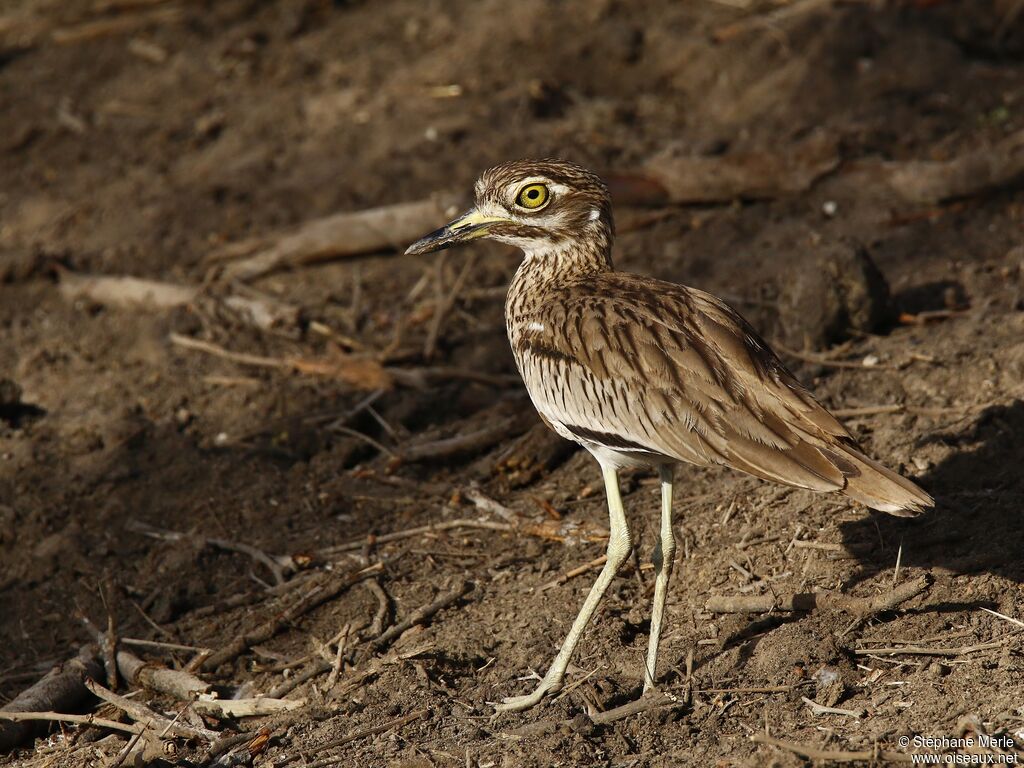 Senegal Thick-kneeadult