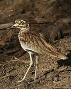 Senegal Thick-knee