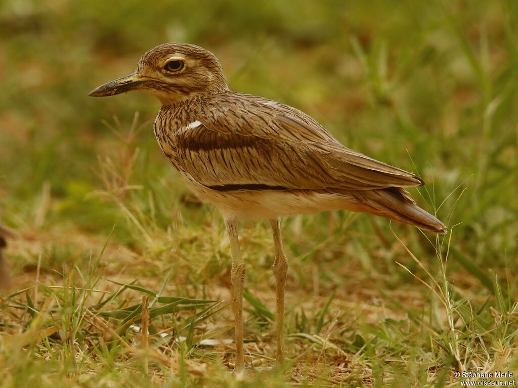 Senegal Thick-knee