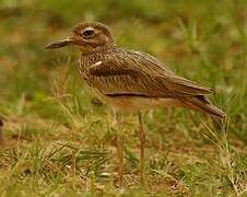 Senegal Thick-knee