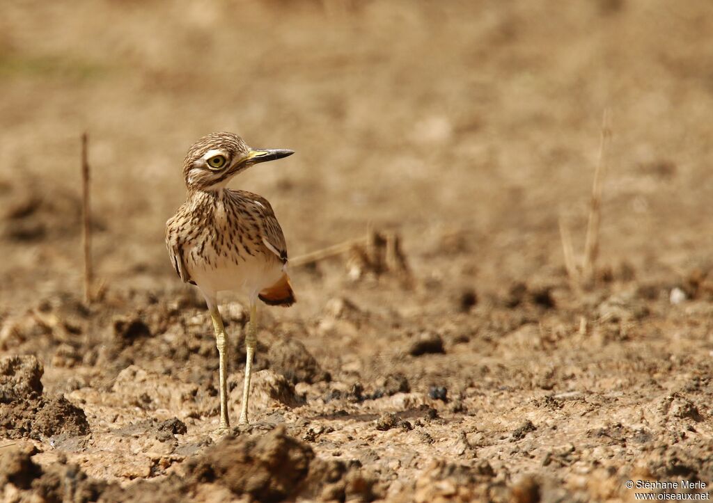 Senegal Thick-kneeadult