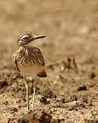 Senegal Thick-knee