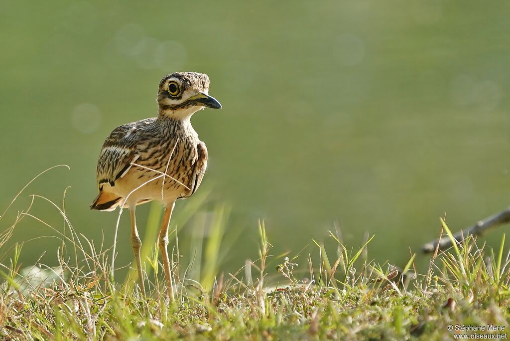 Indian Stone-curlewadult