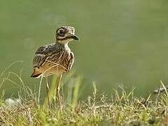 Indian Stone-curlew