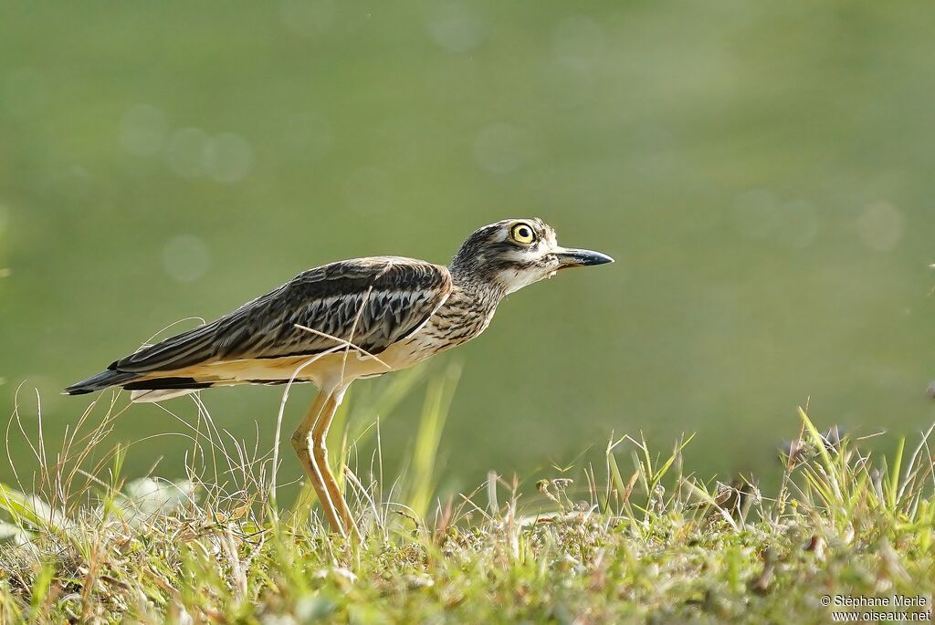 Indian Stone-curlew