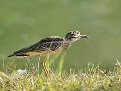 Indian Stone-curlew