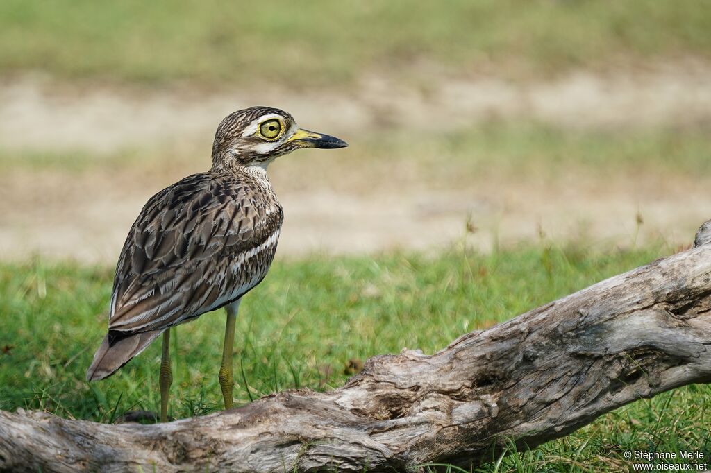 Indian Stone-curlewadult